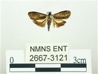 叉紋閃舞蛾藏品圖，第1張