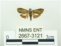 叉紋閃舞蛾藏品圖，第2張