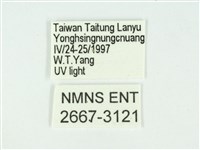 叉紋閃舞蛾藏品圖，第3張