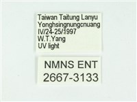 叉紋閃舞蛾藏品圖，第3張