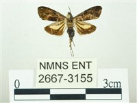 叉紋閃舞蛾藏品圖，第1張