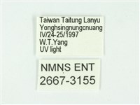 叉紋閃舞蛾藏品圖，第3張