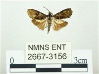 叉紋閃舞蛾藏品圖，第1張