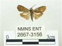 叉紋閃舞蛾藏品圖，第2張