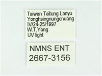 叉紋閃舞蛾藏品圖，第3張