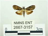 叉紋閃舞蛾藏品圖，第1張