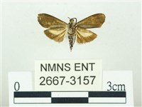 叉紋閃舞蛾藏品圖，第2張