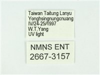 叉紋閃舞蛾藏品圖，第3張