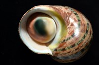 貓眼蠑螺藏品圖，第3張