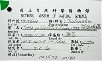 貓眼蠑螺藏品圖，第12張