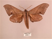 直翅六點天蛾藏品圖，第1張