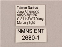 直翅六點天蛾藏品圖，第3張