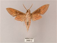 藏斜紋天蛾藏品圖，第2張