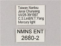 藏斜紋天蛾藏品圖，第3張