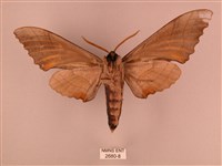 栗六點天蛾藏品圖，第2張