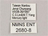 栗六點天蛾藏品圖，第3張