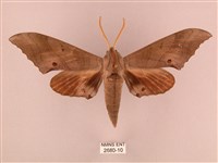 栗六點天蛾藏品圖，第1張