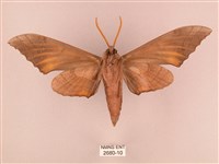 栗六點天蛾藏品圖，第2張