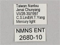 栗六點天蛾藏品圖，第3張