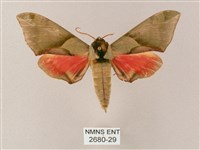 榆綠天蛾藏品圖，第1張