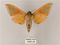 榆綠天蛾藏品圖，第2張