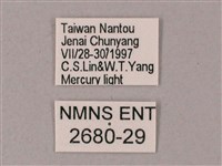 榆綠天蛾藏品圖，第3張