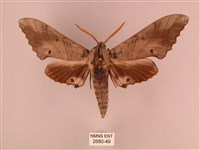 栗六點天蛾藏品圖，第1張