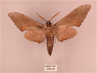 栗六點天蛾藏品圖，第2張