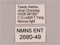 栗六點天蛾藏品圖，第3張