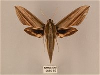 棕綠背線天蛾藏品圖，第1張