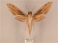 棕綠背線天蛾藏品圖，第2張