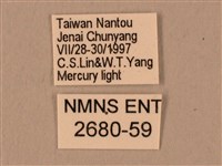 棕綠背線天蛾藏品圖，第3張