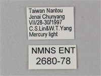 藏斜紋天蛾藏品圖，第3張