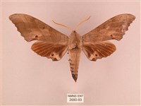 栗六點天蛾藏品圖，第1張