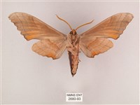 栗六點天蛾藏品圖，第2張