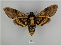 鬼臉天蛾藏品圖，第2張