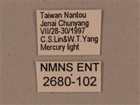 鬼臉天蛾藏品圖，第3張