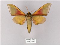 榆綠天蛾藏品圖，第2張