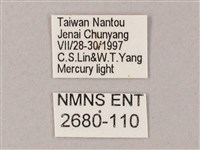 榆綠天蛾藏品圖，第3張