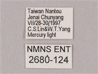 栗六點天蛾藏品圖，第3張