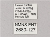 藏斜紋天蛾藏品圖，第3張