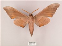 栗六點天蛾藏品圖，第2張