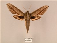 棕綠背線天蛾藏品圖，第1張