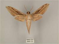 棕綠背線天蛾藏品圖，第2張