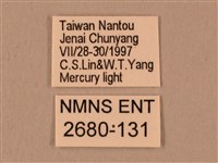 棕綠背線天蛾藏品圖，第3張