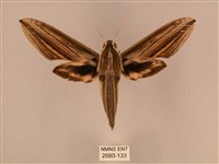 棕綠背線天蛾藏品圖，第1張