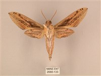 棕綠背線天蛾藏品圖，第2張