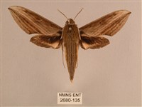 背線天蛾藏品圖，第1張