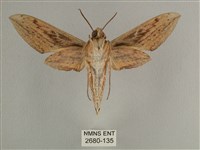 背線天蛾藏品圖，第2張