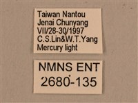 背線天蛾藏品圖，第3張